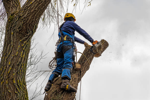 Best Tree Risk Assessment  in Ronceverte, WV