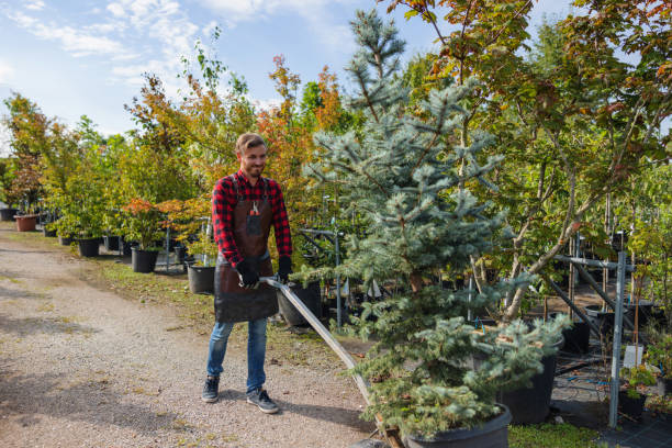 Ronceverte, WV Tree Services Company