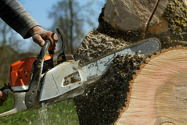 Best Storm Damage Tree Cleanup  in Ronceverte, WV