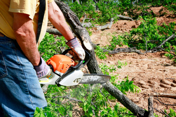 How Our Tree Care Process Works  in  Ronceverte, WV